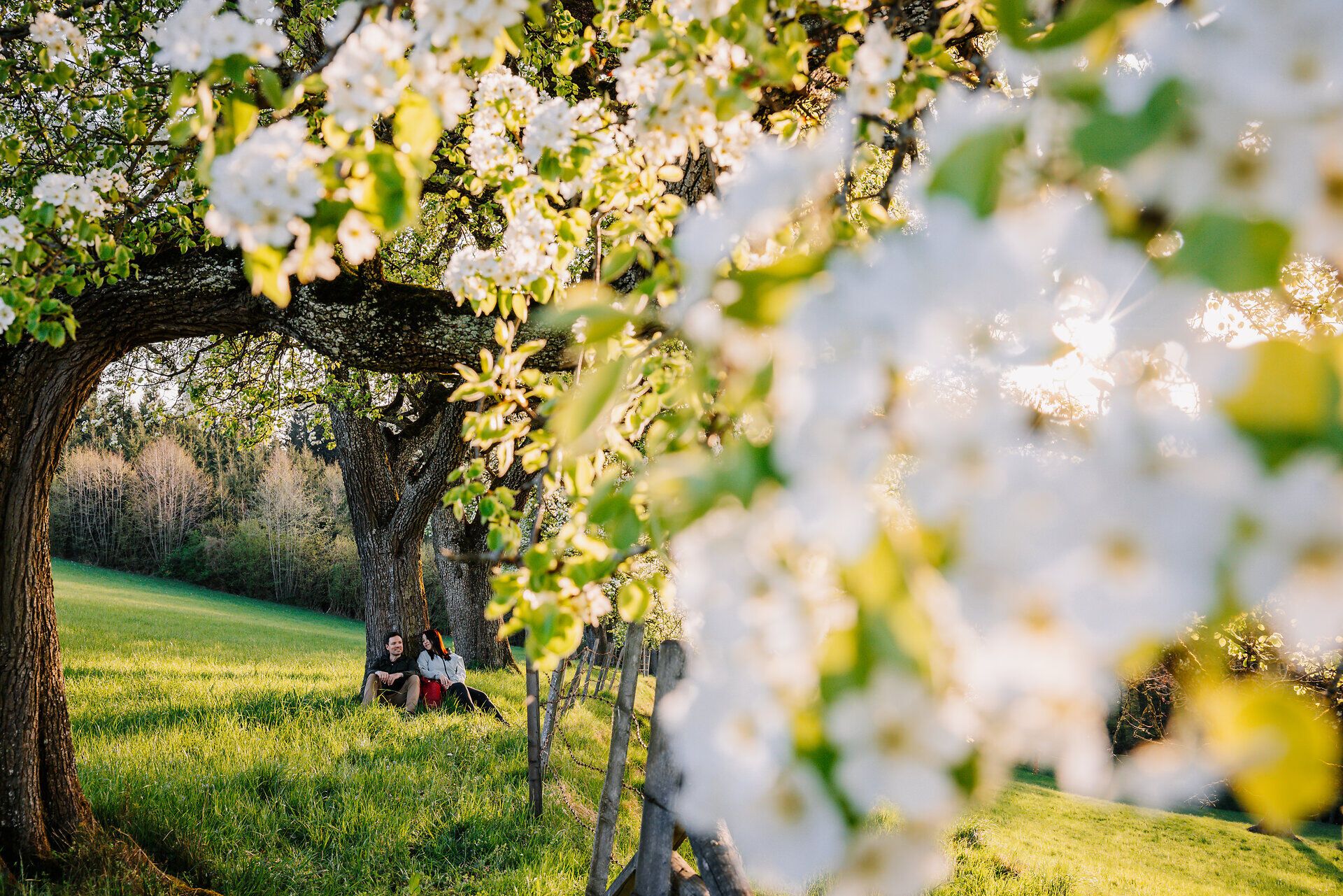 Die zarten Blüten der Birnbäume erstrahlen im warmen Frühlingslicht und verleihen der Landschaft eine romantische Atmosphäre. Unter den blühenden Ästen genießen Besucher die Ruhe und die Schönheit der Natur, während die sanften Hügel des Mostviertels im Hintergrund leuchten.