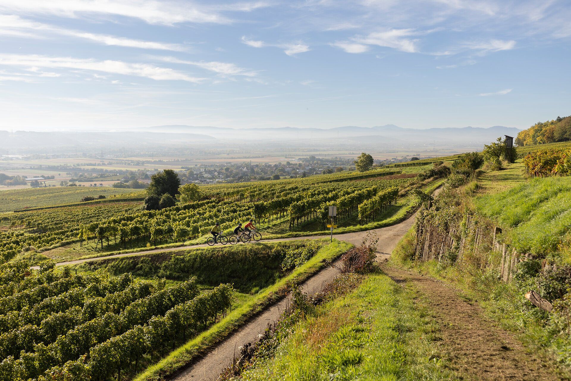 Die sanften Hügel der Weinregion laden zu unvergesslichen Radtouren ein, während die Morgensonne die Landschaft in warmes Licht taucht. Radfahrer genießen die frische Luft und die malerischen Ausblicke auf die endlosen Weinreben, die sich bis zum Horizont erstrecken.