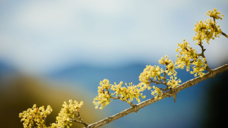 Dirndlblüte im Pielachtal, © Mostviertel Tourismus / Rupert Pessl