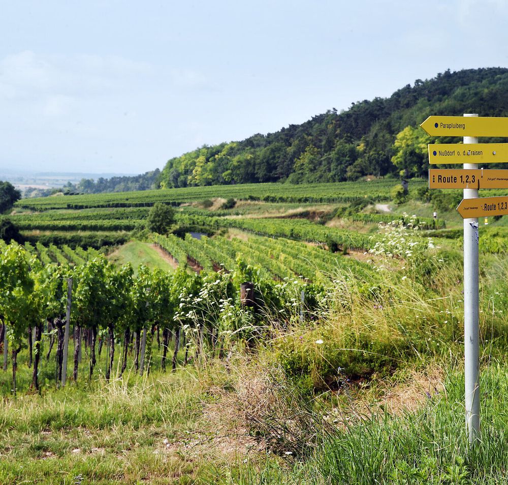 Wanderung auf den Parapluiberg