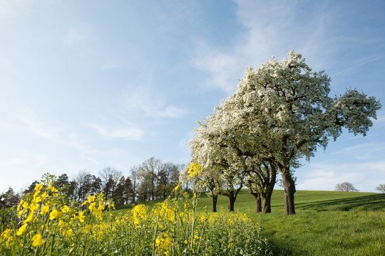 Birnbäume bei Pollenberg bei Euratsfeld, © schwarz-koenig.at