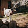 Zwergziegen (4), © MIKU.Media OG