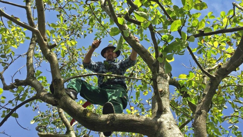 Walnut cut, &copy; Gartengestaltung & Baumschule Huber