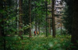 Zwei Wanderer in bunten Jacken gehen durch einen üppigen Wald, dessen dichte Vegetation und die hohen Bäume eine Atmosphäre von Naturverbundenheit und Ruhe erzeugen.