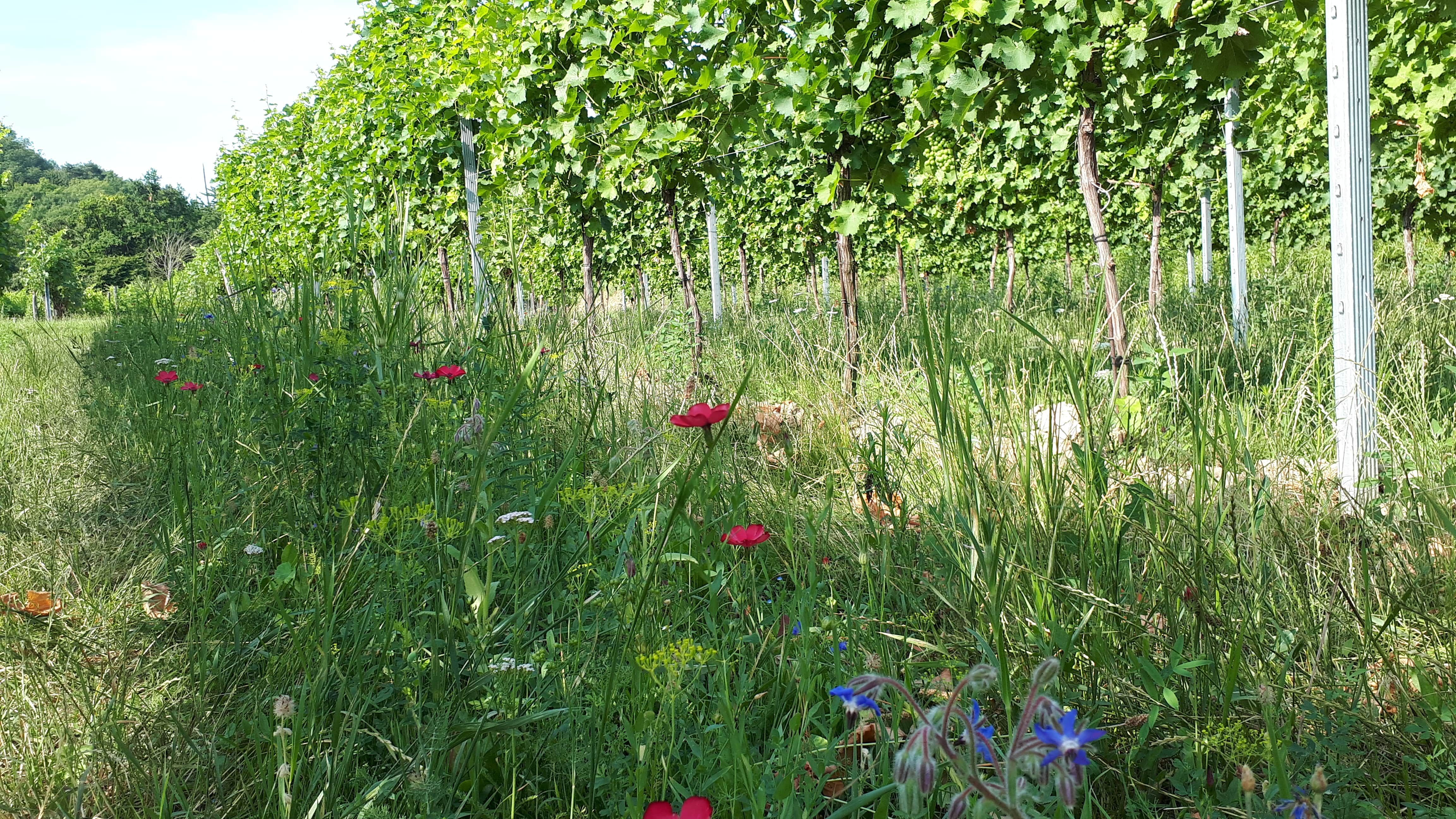 Weinreben in einem Weingarten mit Wildblumen im Vordergrund.