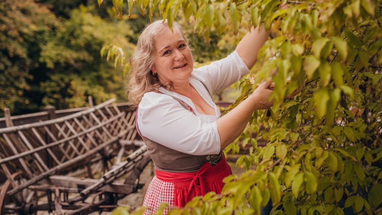 Woman in traditional dress picking leaves from a tree.