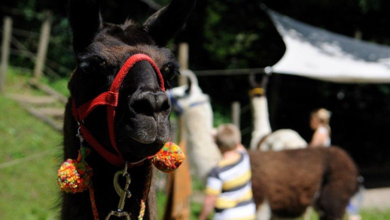 Close-up of a llama with a red halter, people and other llamas out of focus in the background.