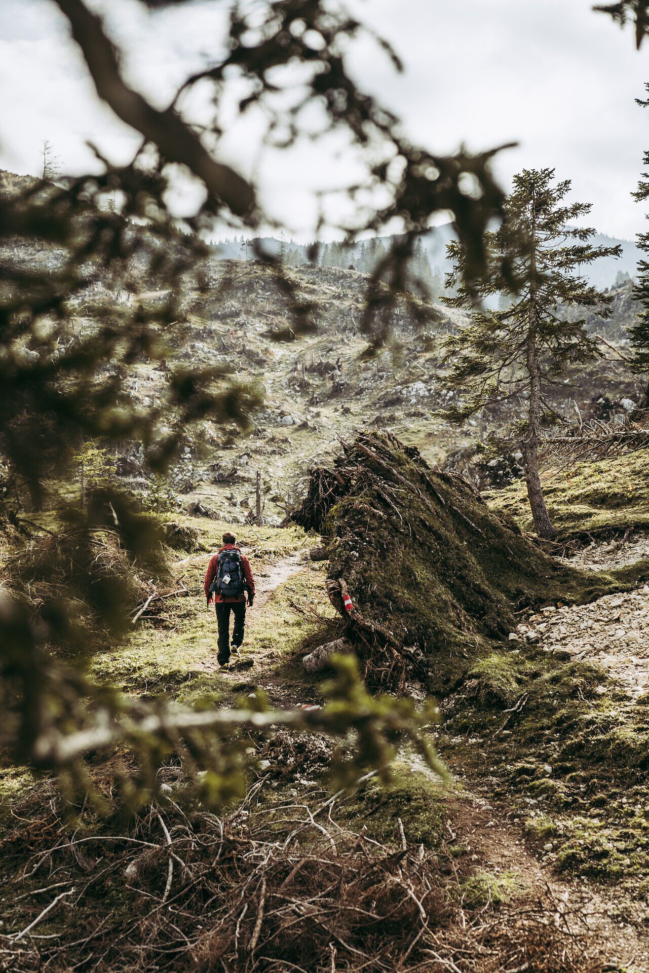 Ein Wanderer durchquert die malerische Landschaft der Ybbstaler Alpen, umgeben von majestätischen Bäumen und sanften Hügeln. Die frische Bergluft und das sanfte Rauschen des Windes schaffen eine beruhigende Atmosphäre, die zum Verweilen einlädt. Hier, wo die Natur in voller Pracht erblüht, wird jeder Schritt zu einem unvergesslichen Erlebnis.
