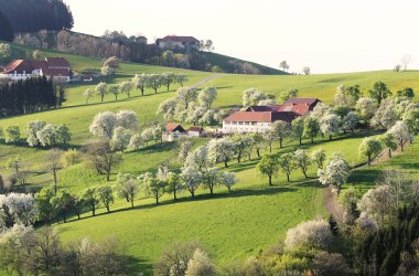 Vir&aacute;gz&oacute; vid&eacute;k, &copy; weinfranz.at