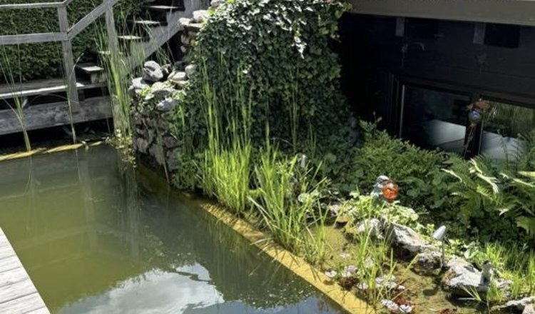 kleines Biotop hinter dem Haus