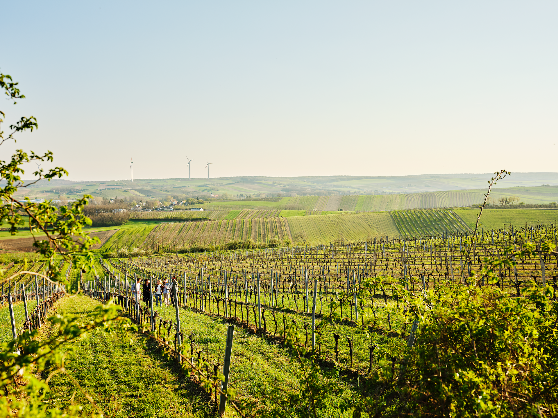 Die sanften Hügel des Weinviertels erblühen im Frühling und laden zu einem unvergesslichen Erlebnis ein. Zwischen den Reben, die in der warmen Sonne leuchten, genießen Besucher die frische Luft und die atemberaubenden Ausblicke. Hier, wo die Natur und die Weintradition harmonisch verschmelzen, wird jeder Schritt zu einem Genuss.