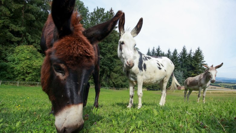 the-donkeys-in-the-pasture, &copy; Karnerhof