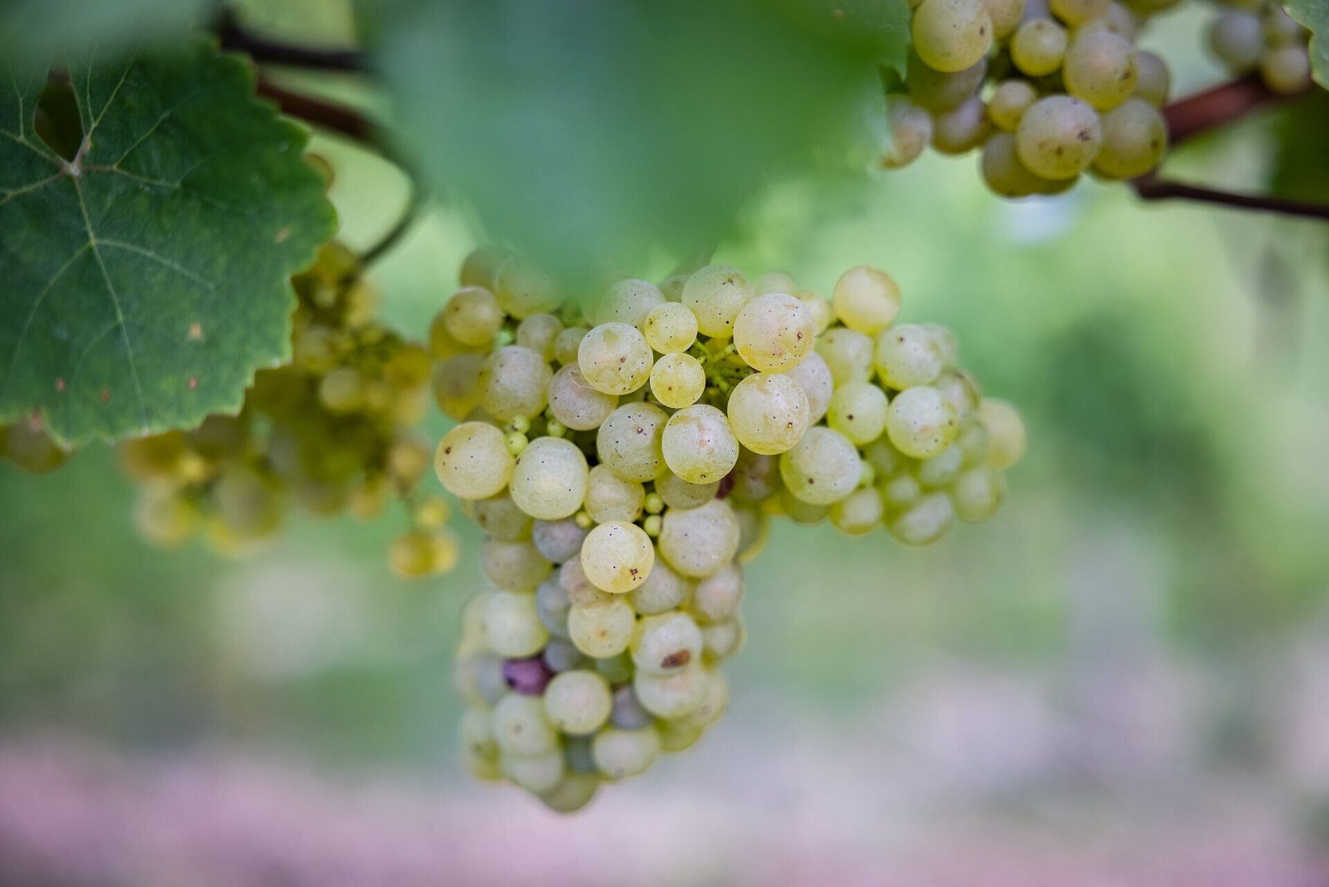 Weißwein-Weinrebe mit grünen Blättern