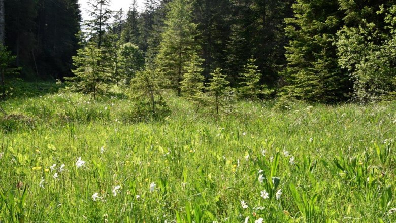 Promau show meadow near Hollenstein an der Ybbs, © David Bock