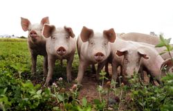 In der sanften Hügellandschaft grasen fröhliche Freilandschweine, die neugierig in die Kamera schauen. Umgeben von saftigem Grün und blühenden Pflanzen strahlt die Szenerie eine harmonische Ruhe aus, die den Besucher sofort in ihren Bann zieht. Hier, wo die Natur und die Tierhaltung Hand in Hand gehen, wird die Liebe zur Landwirtschaft spürbar.