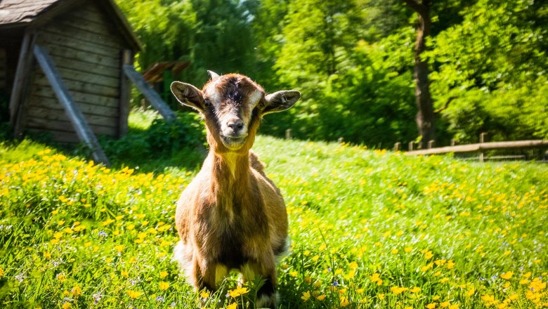 Wildtierpark Hochriess, © Die Hochriess - Distelberger GmbH CoKG
