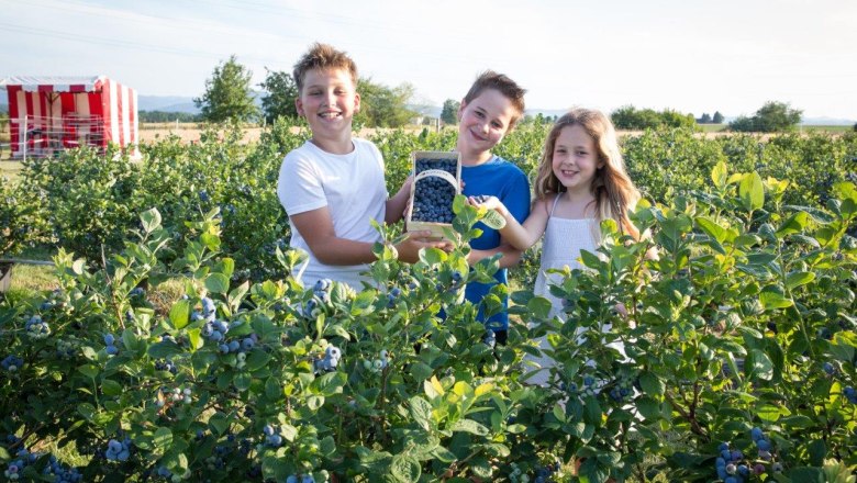 Blueberries to pick yourself, © Wurzers Genuss- und Erlebnishof