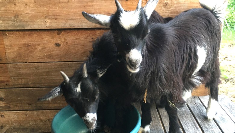 Goats, © Familie Prack