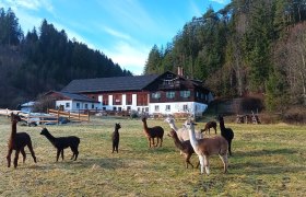 Alpakas am Auszeithof, © Barbara Enk