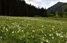 Buchmais show meadow near Göstling an der Ybbs, © David Bock
