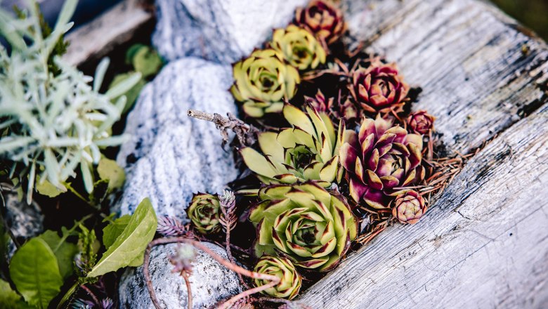 Nestelberg 17, © Sabine Wieser