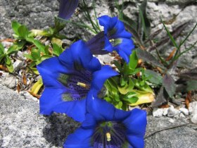 Stengelloser Enzian, &copy; Nordisches Zentrum St. Aegyd