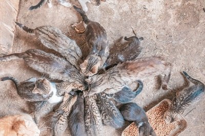 It's snack time, &copy; Einkehrhof Poggau