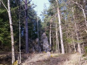 Scheiklh&ouml;he_Rundweg_6_Stengelloser Enzian, &copy; Nordisches Zentrum St. Aegyd