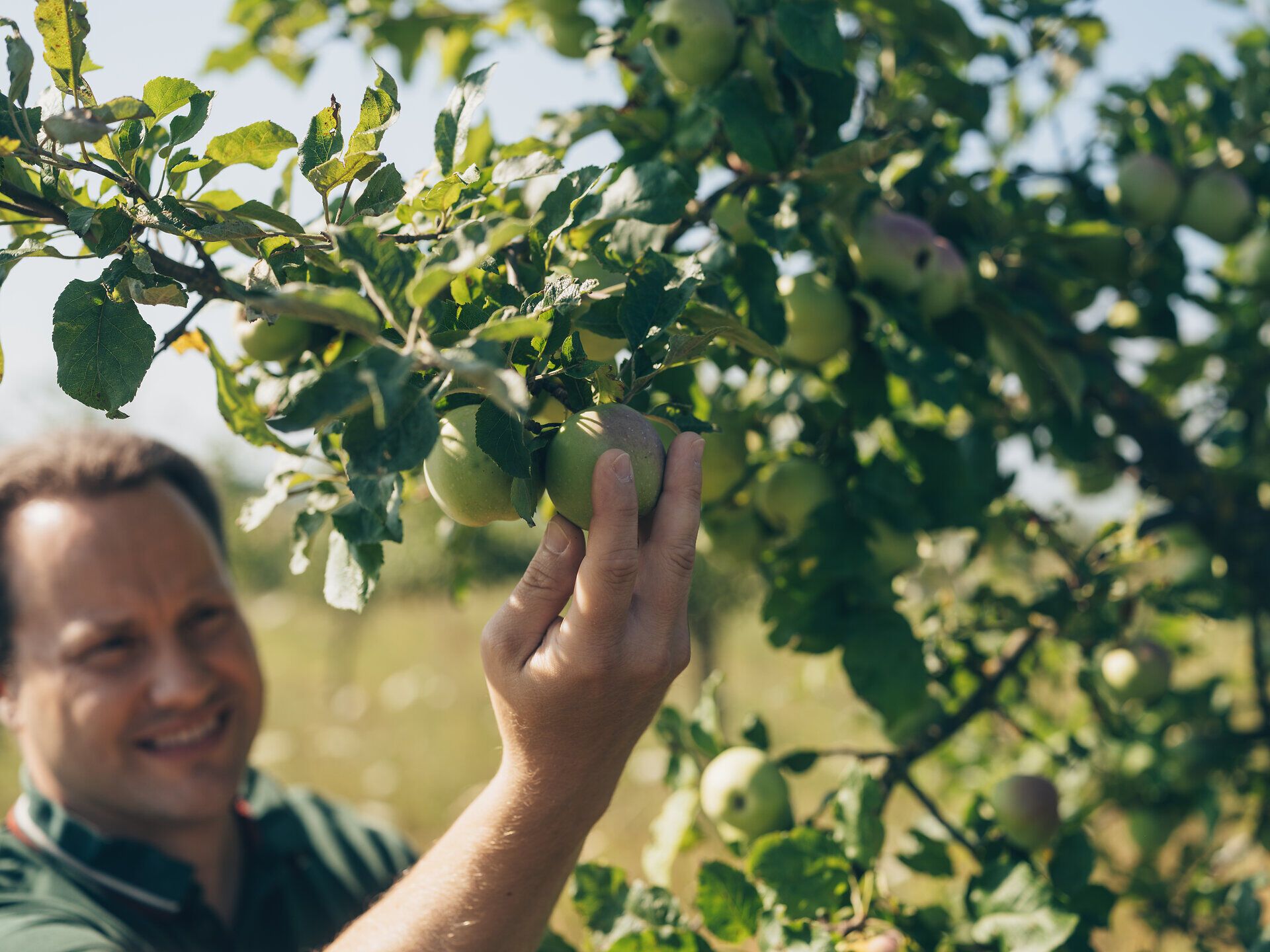 Inmitten der sanften Hügel des Weinviertels erstrahlen die Äpfel in sattem Grün. Ein Landwirt genießt die frische Luft und die reiche Ernte, während die Streuobstwiesen in voller Blüte stehen. Hier wird die Liebe zur Natur und zur nachhaltigen Landwirtschaft spürbar.