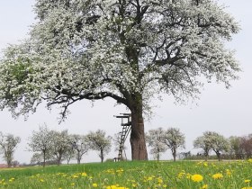 Die Mostviertler Birnbaumblüte ist jährlich ein wahres Naturschauspiel, © VSE, Zehetgruber Jürgen