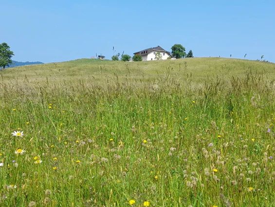 Wiese mit Wildblumen, dahinter der Hof Rabenberg auf einem Hügel unter blauem Himmel.