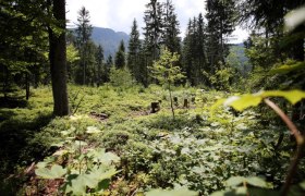 Waldlandschaft mit B&auml;umen und Str&auml;uchern im Naturreservat Leckermoor.