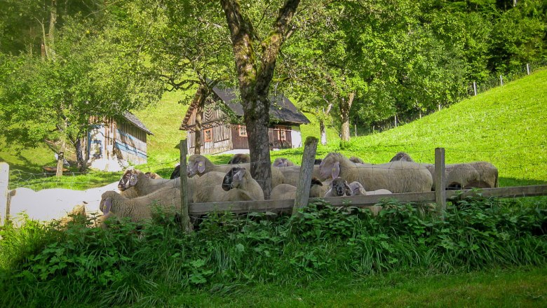 Schafe auf einer Weide vor einem Bauernhaus in einer grünen Landschaft.
