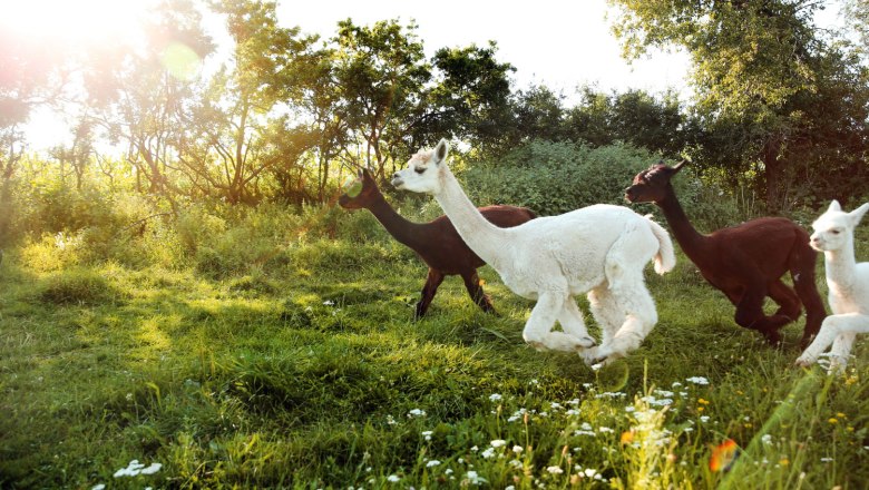 Alpacas, © Weinfranz