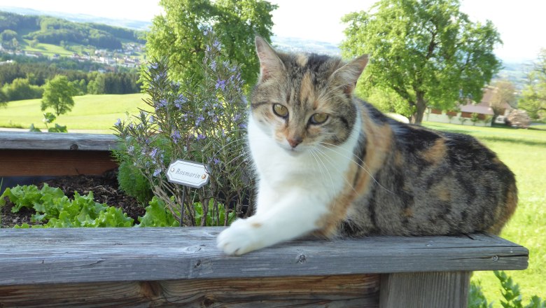 loan_cat_raised_bed, © Zulehen