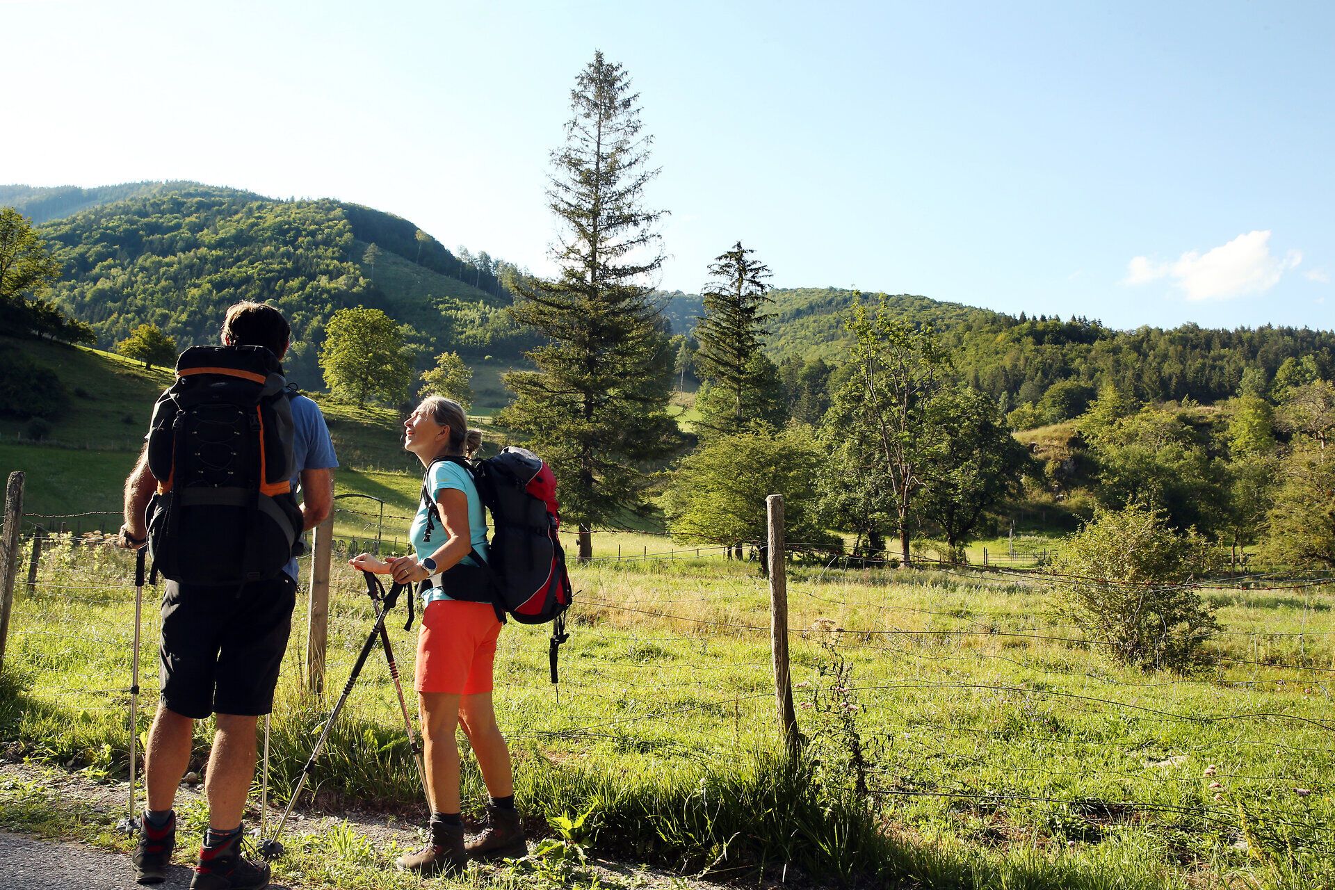 Zwei Wanderer genießen die frische Bergluft und die atemberaubende Aussicht auf die sanften Hügel und dichten Wälder. Umgeben von der Schönheit der Natur, laden die grünen Wiesen und majestätischen Bäume zu einer erholsamen Pilgerwanderung ein.
