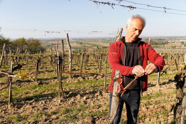 Ein Mann schneidet Reben in einem Weinberg.