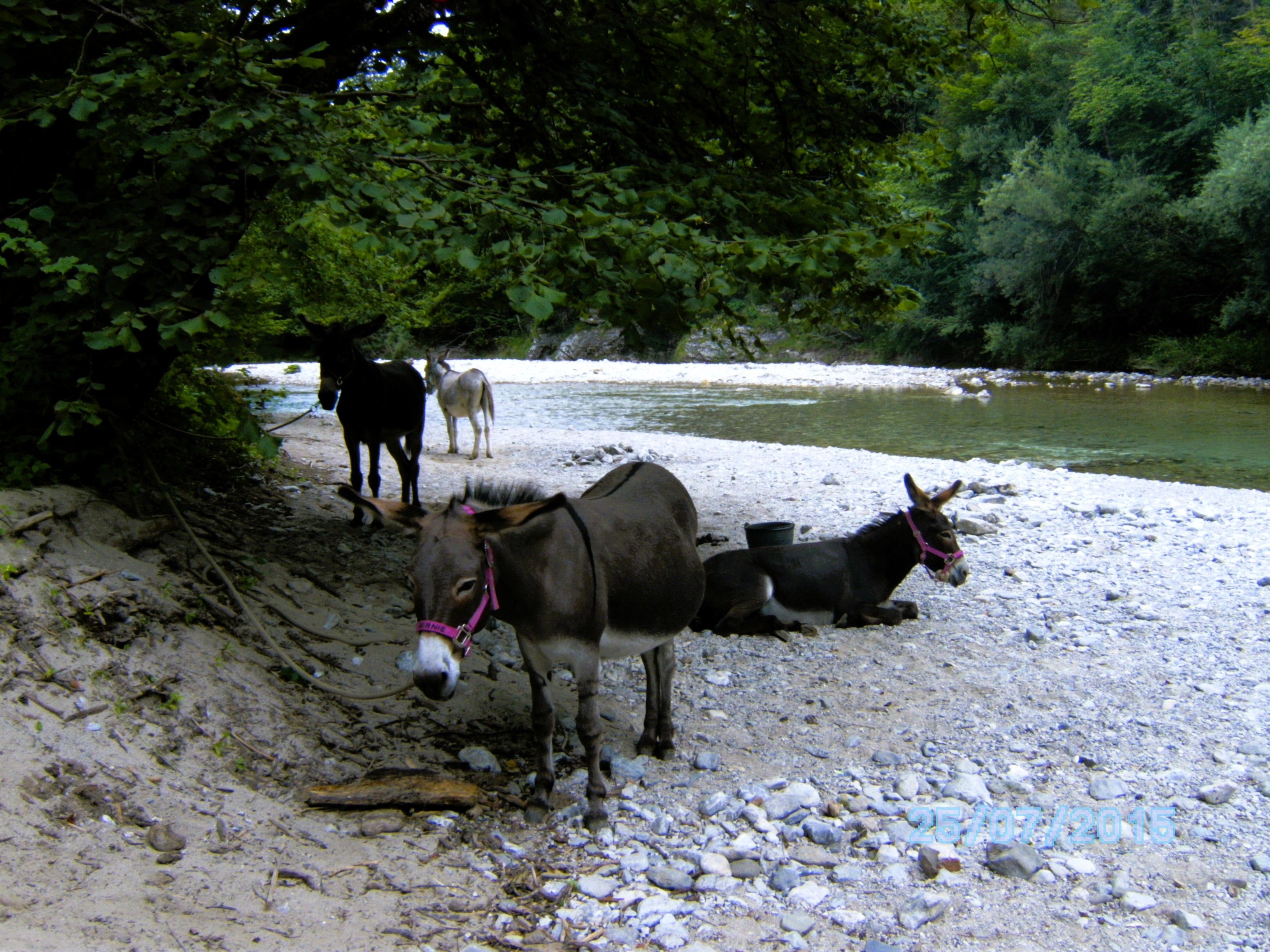 Eselwanderung am Esperanzahof