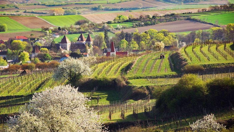 Landschaft mit Weinbergen, bl&uuml;henden B&auml;umen und einem Dorf im Hintergrund.