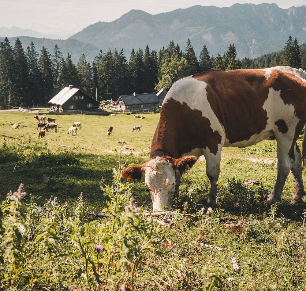 Cows on the alpine pasture near the Kitzhütte in the Eisenstraße region of the Mostviertel.