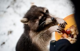 Frech und neugierig: die Waschbären im Tierpark Buchenberg, © Sabine Wieser Fotografie