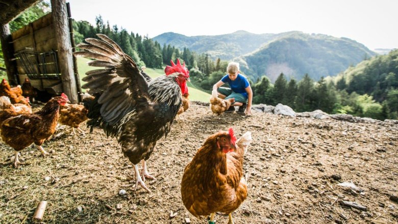 Vacation at the Zwergerlhof, &copy; schwarz-koenig.at