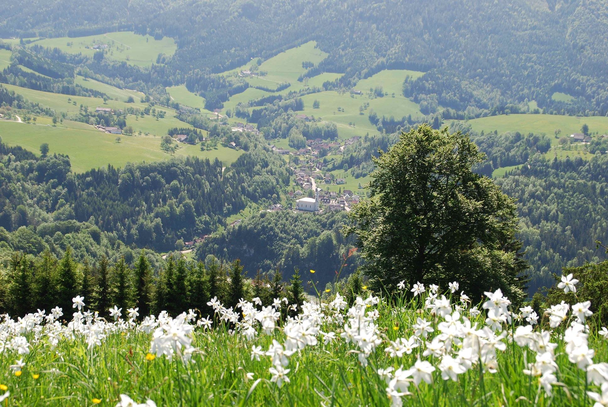 Narzissenblüte rund um Opponitz