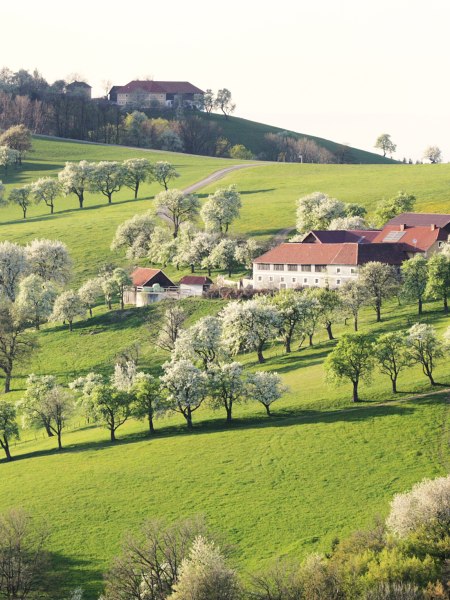 Bujn&aacute; kvetouc&iacute; n&aacute;dhera, &copy; weinfranz.at