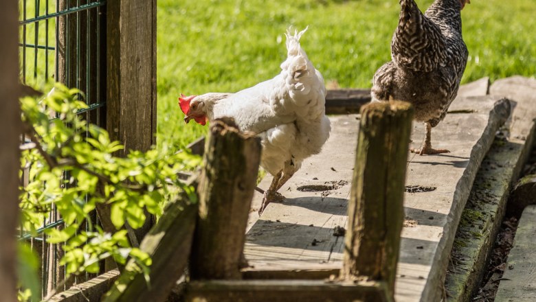 pension-kobichl_huehner_1, &copy; Fred Lindmoser