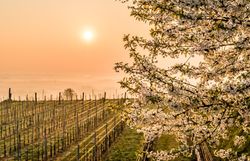 Die sanften Hügel des Traisentals erstrahlen im warmen Licht der Morgensonne, während die blühenden Kirschbäume eine zauberhafte Kulisse bieten. Die Weinreben, die sich in sanften Reihen erstrecken, laden dazu ein, die frischen Aromen des Weins zu entdecken und die Schönheit der Natur zu genießen.
