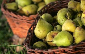 Mostviertler Mostbirn, &copy; BMLFUW/ Rita Newman