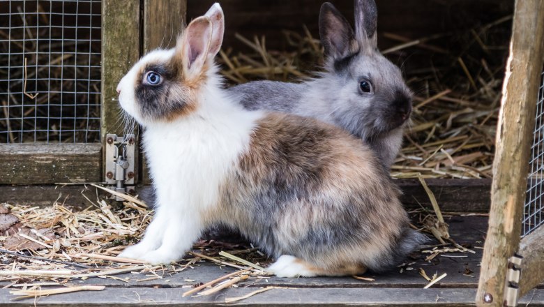 pension-kobichl_hasen_1, &copy; Fred Lindmoser