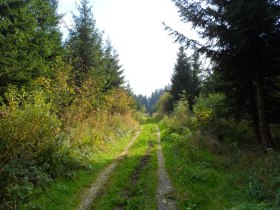 Der Salaberger Wald, © Mostviertel - OÖ Mariazellerweg