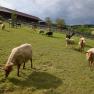 Sheep at the Esperanza farm, &copy; Mag.a Martina Kotzina, Esperanza- Zentrum f&uuml;r tierunterst&uuml;tzte P&auml;dagogik